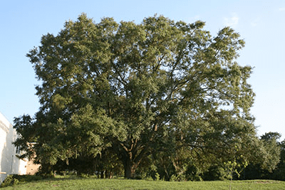 Photo of a full grown Live Oak tree